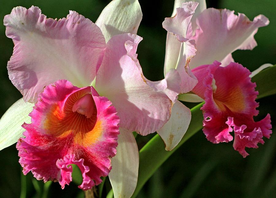 Orchid Photograph - Pink Orchid by Larry Nieland