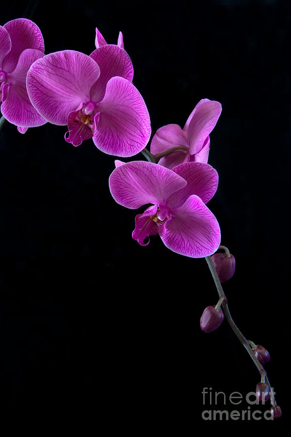 Orchid Photograph - Pink Orchid lll by Dana Kern