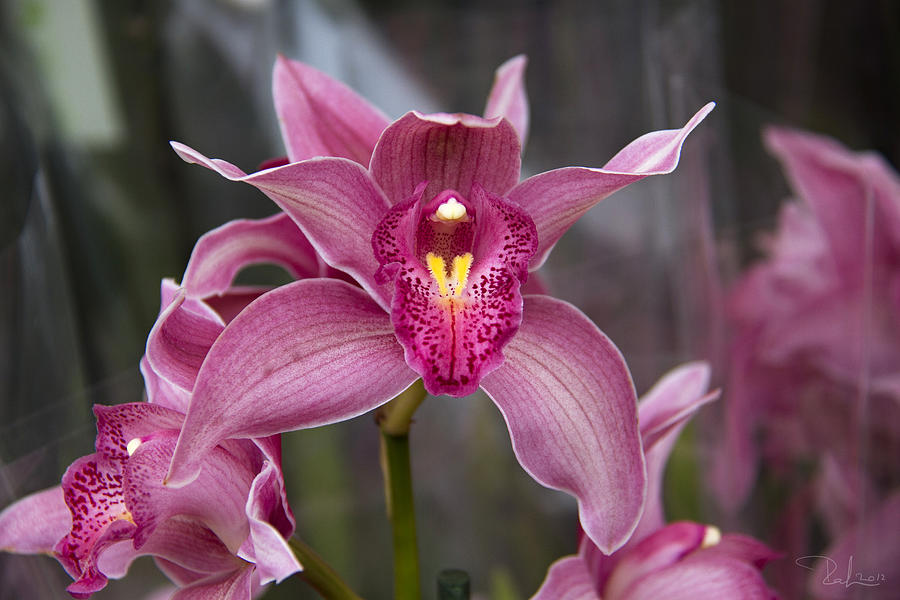 Pink Orchid Photograph by Raffaella Lunelli