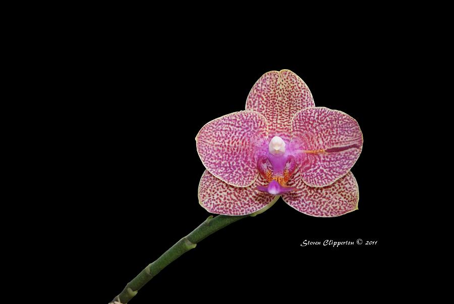Pink Orchid Photograph by Steven Clipperton