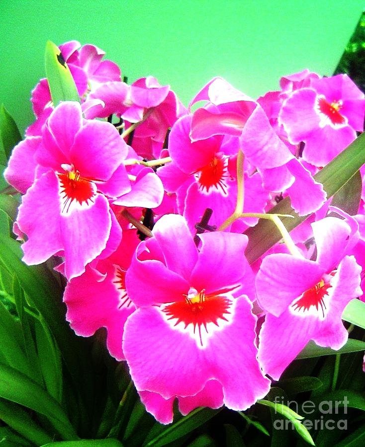 Pink Orchids Photograph by Amalia Suruceanu