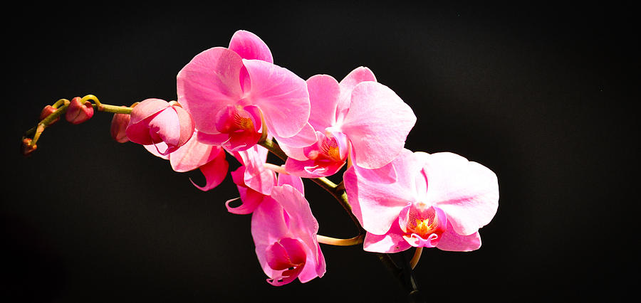 Pink Orchids at a Party Photograph by Ronda Broatch