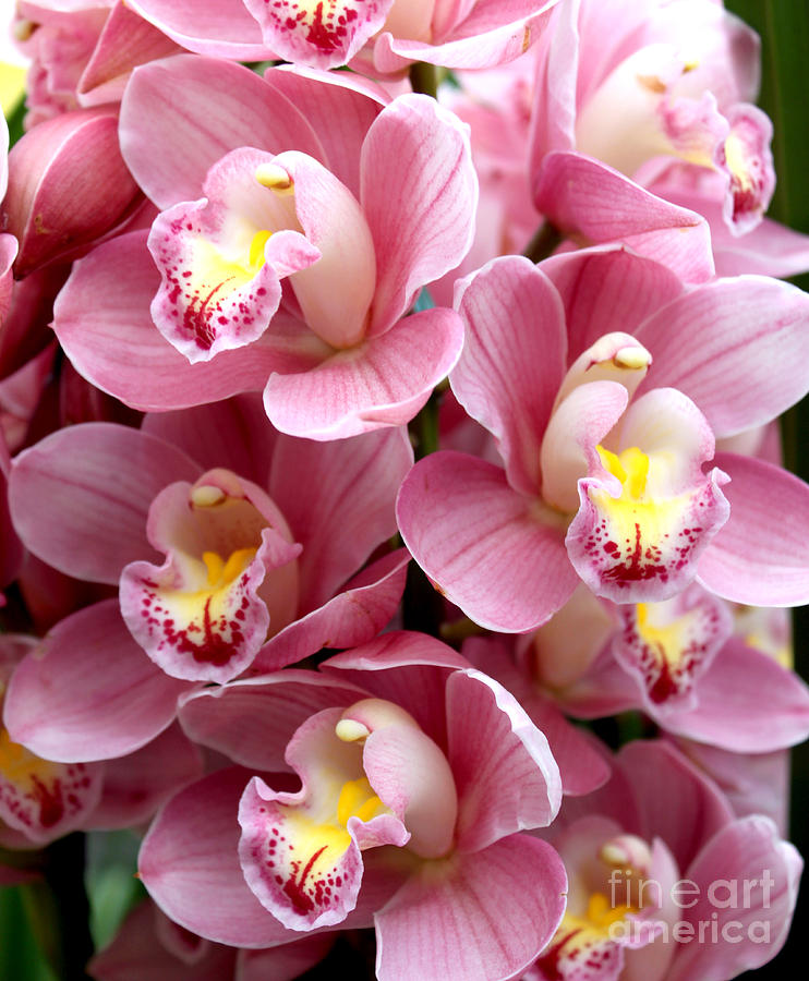 Pink Orchids Photograph by Debbie Hart