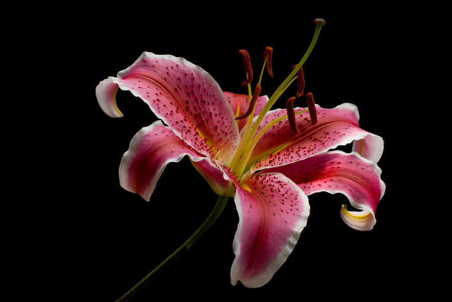 Pink Oriental Lily Photograph by Dawn Black
