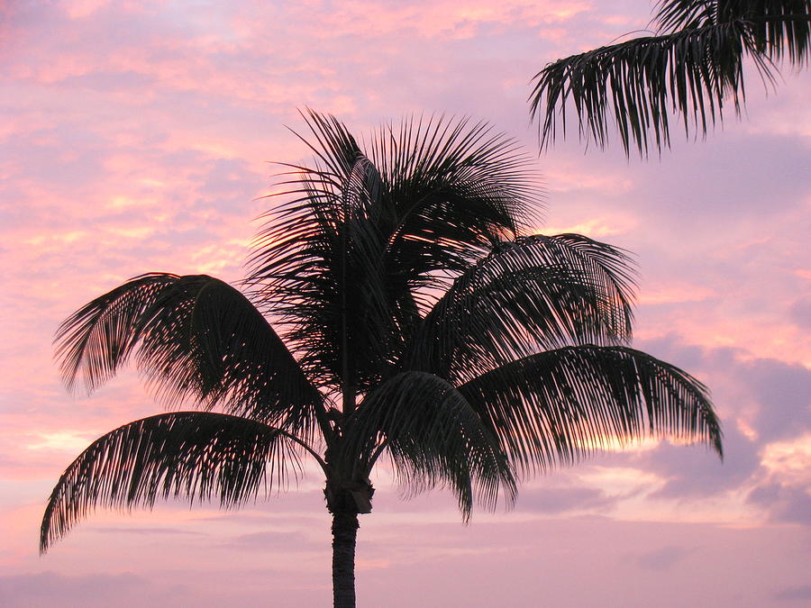 Pink palm Photograph by Fred Sheridan