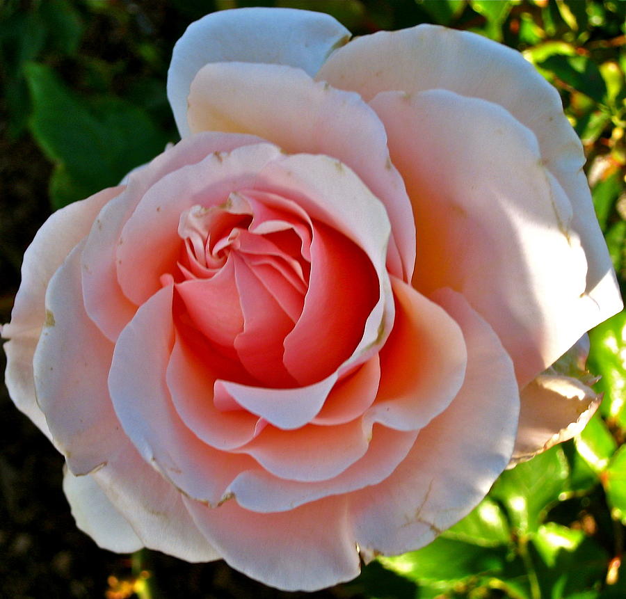 Rose Photograph - Pink Passion by Ruth Edward Anderson