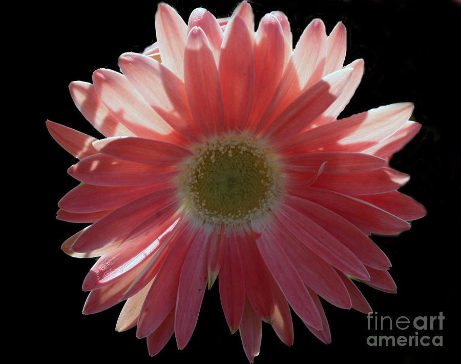 Flower Photograph - Pink  by Patricia Molison