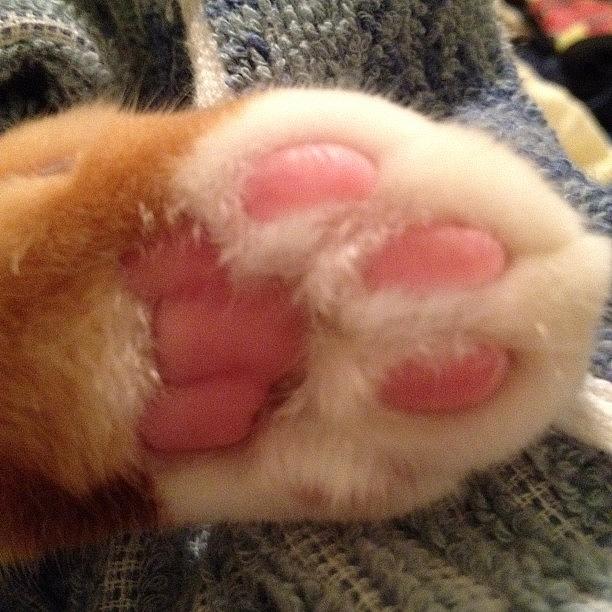 Paws Photograph - Pink Paws #instagramcats #paws by Eri B