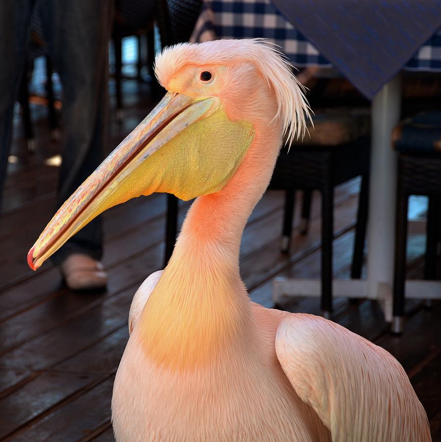 Pink Pelican Photograph by Catherine Murton