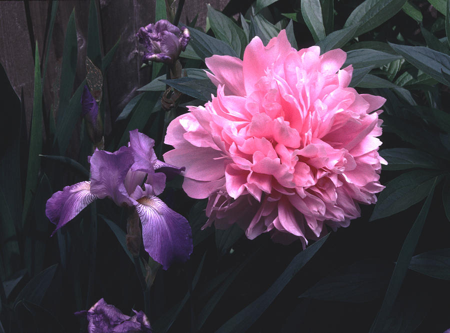 Pink Peony and Purple Iris Photograph by Tom Wurl