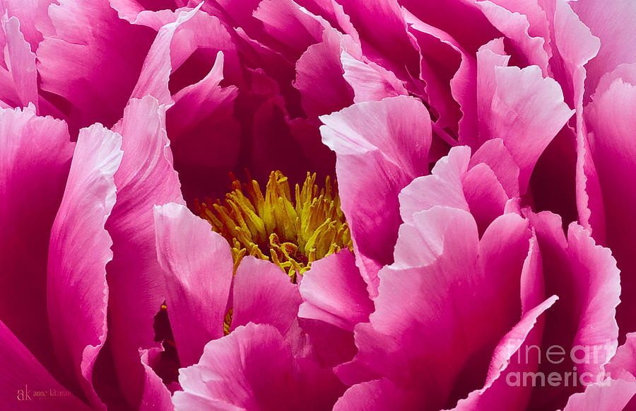 Pink Peony Photograph by Anne Kitzman
