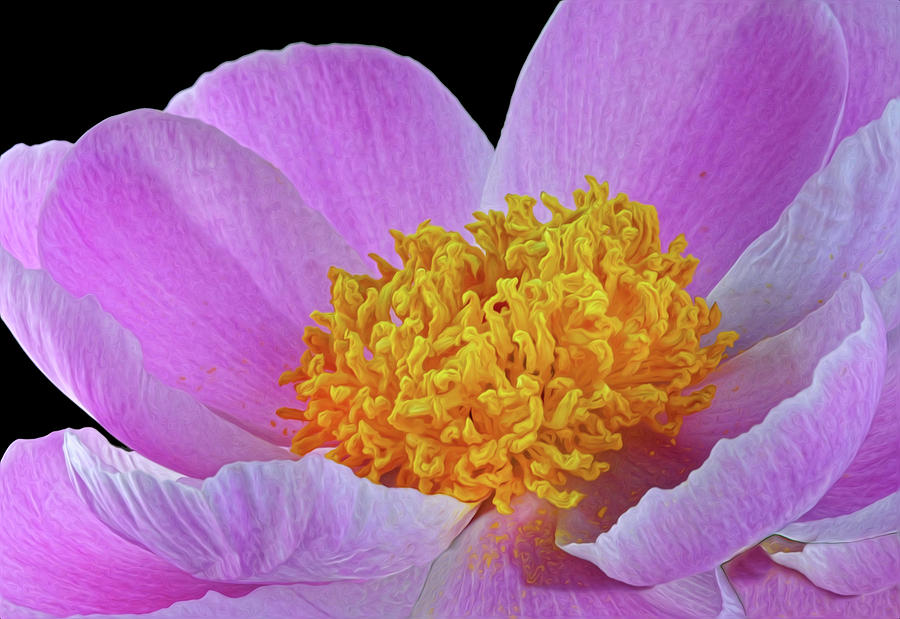 Pink Peony Photograph by Dave Mills