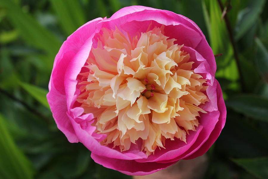Pink Peony Photograph by David Grant