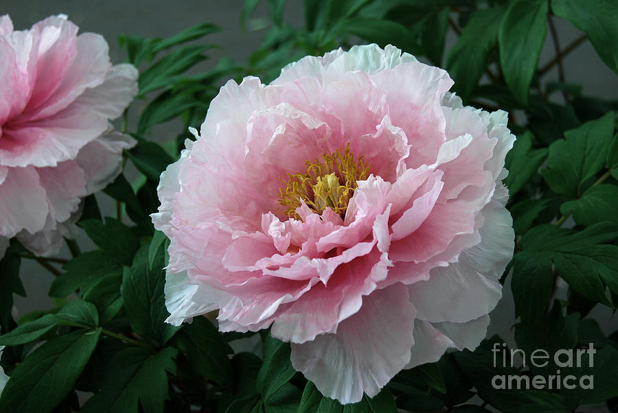 Flower Digital Art - Pink Peony Flowers Series 2 by Eva Kaufman