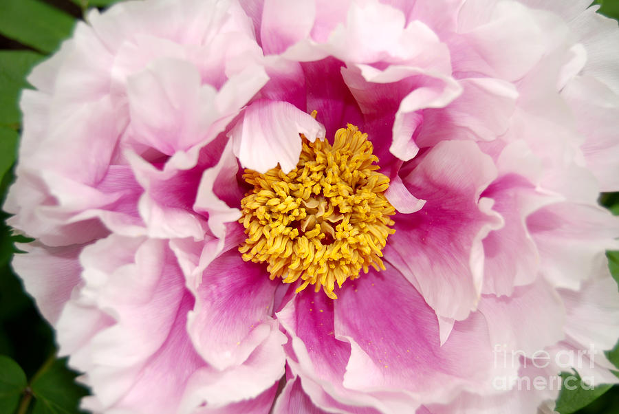 Flower Digital Art - Pink Peony Flowers Series 3 by Eva Kaufman
