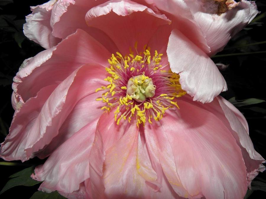 Pink Peony In Bloom Photograph by Kim Galluzzo