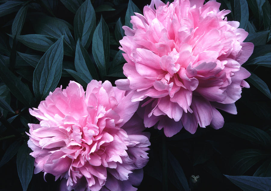 Pink Peony Pair Photograph by Tom Wurl
