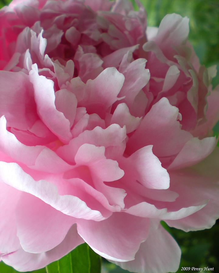 Peony Photograph - Pink Peony by Penny Hunt