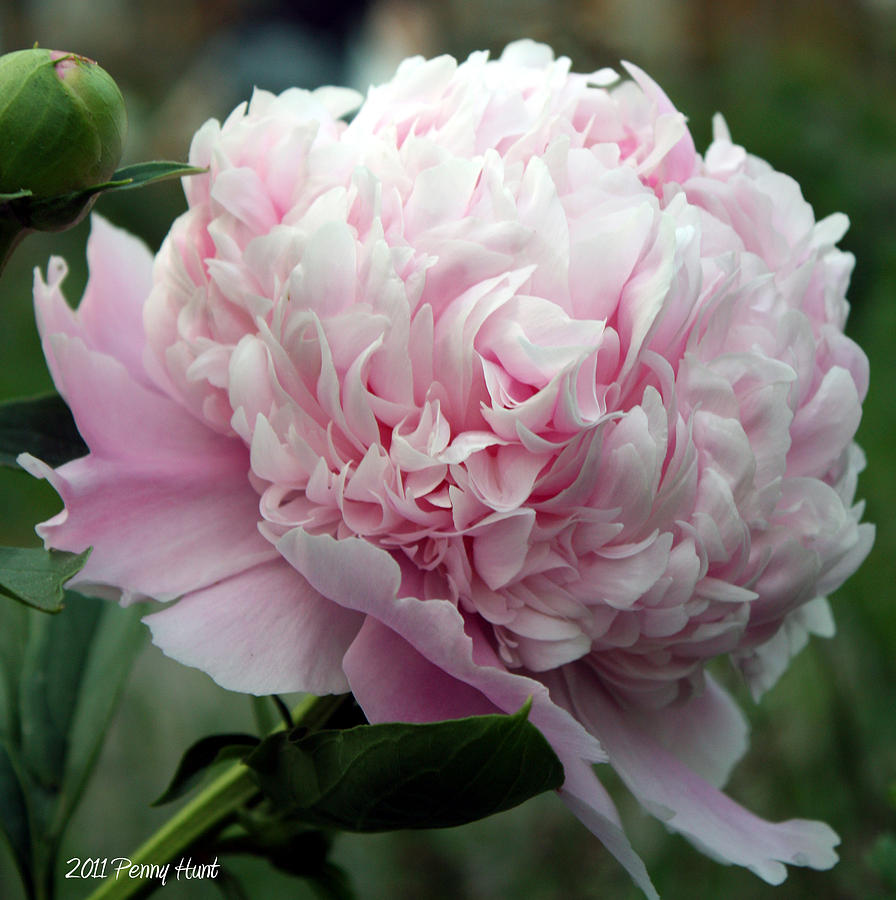 Pink Peony Perfection Photograph by Penny Hunt