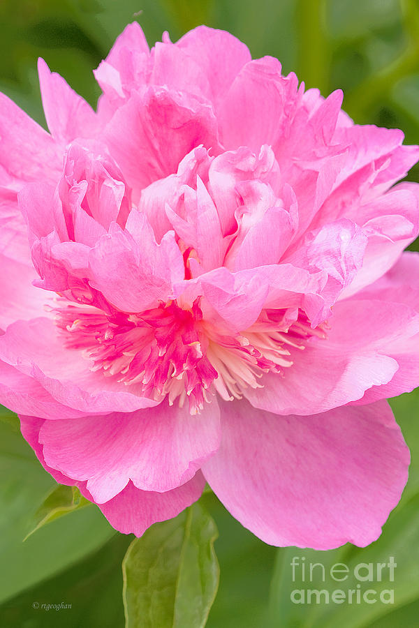 Flower Photograph - Pink Peony by Regina Geoghan