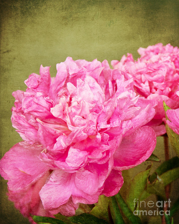Nature Photograph - Pink Peony Texture 2 by Bob and Nancy Kendrick