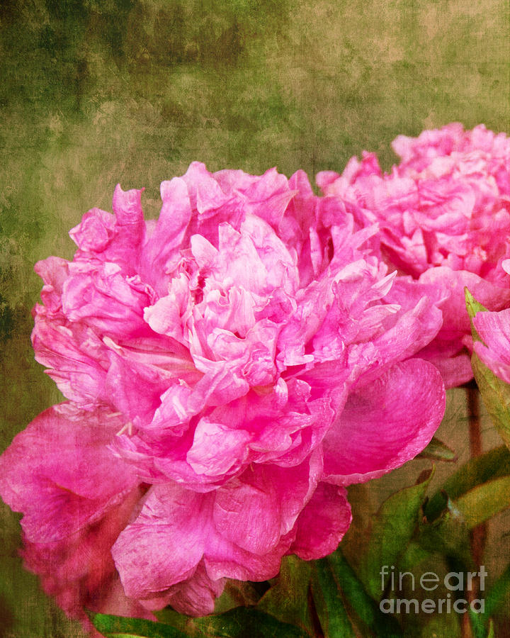 Pink Peony Texture 3 Photograph by Bob and Nancy Kendrick