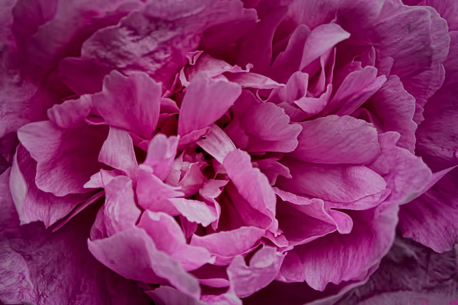 Pink Peony Photograph by Tony Miller - Fine Art America