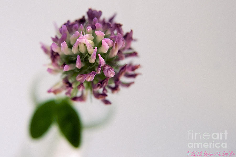 Flowers Still Life Photograph - Pink Perspective by Susan Smith