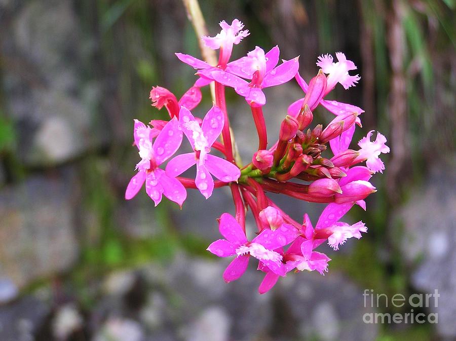 Inca Trail Orchid Photograph by Michele Penner