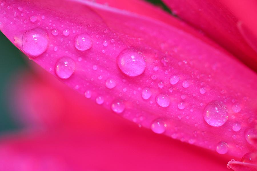 Pink Petal Waterdrops Photograph by Christy Patino - Fine Art America
