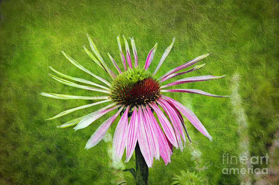 Daisy Photograph - Pink Petals by Andee Design