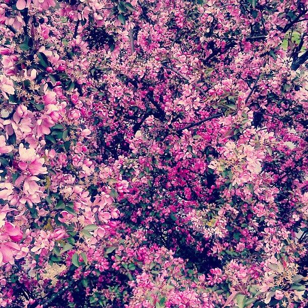 Spring Photograph - #pink #petals #fading ... #spring by Linandara Linandara