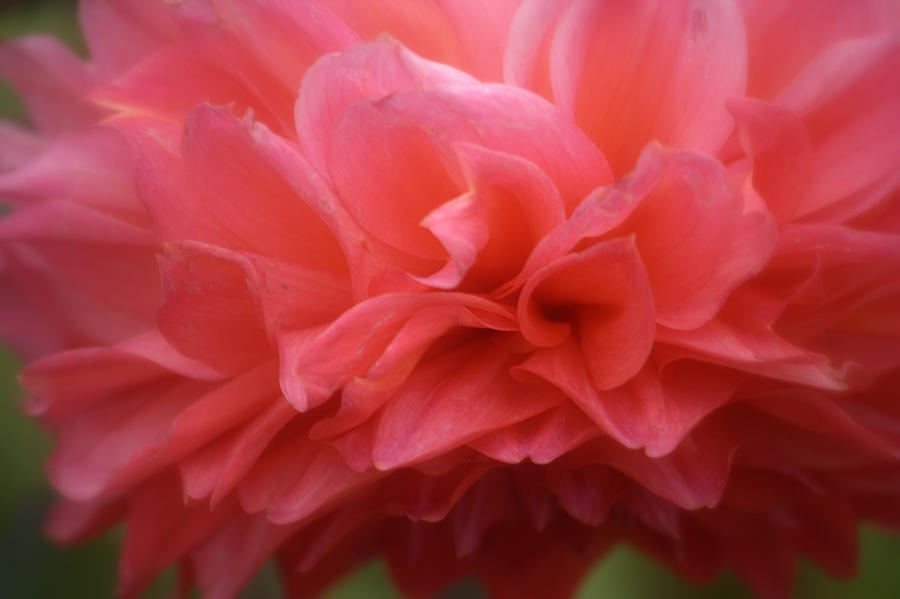 Pink Petals Photograph by Jale Fancey