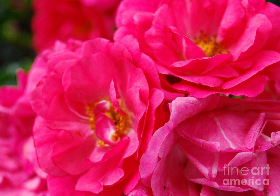 Rose Photograph - Pink Petals by Linda Mesibov