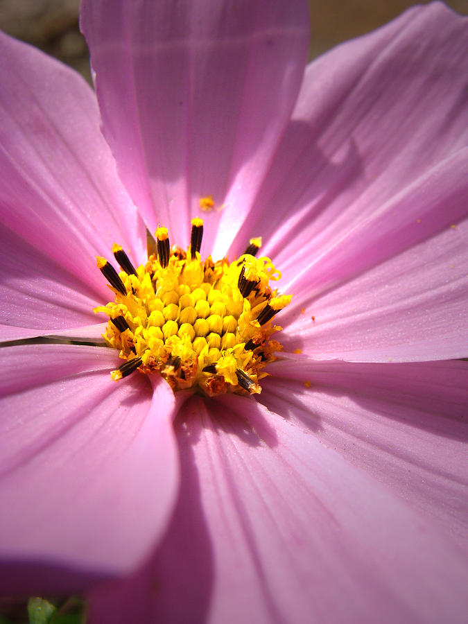 Pink Petals Photograph by Stacy Michelle Smith