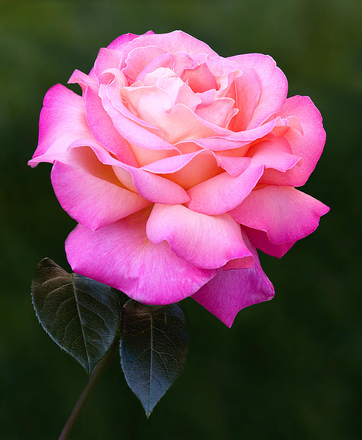 Rose Photograph - Pink Petals by Susan Candelario