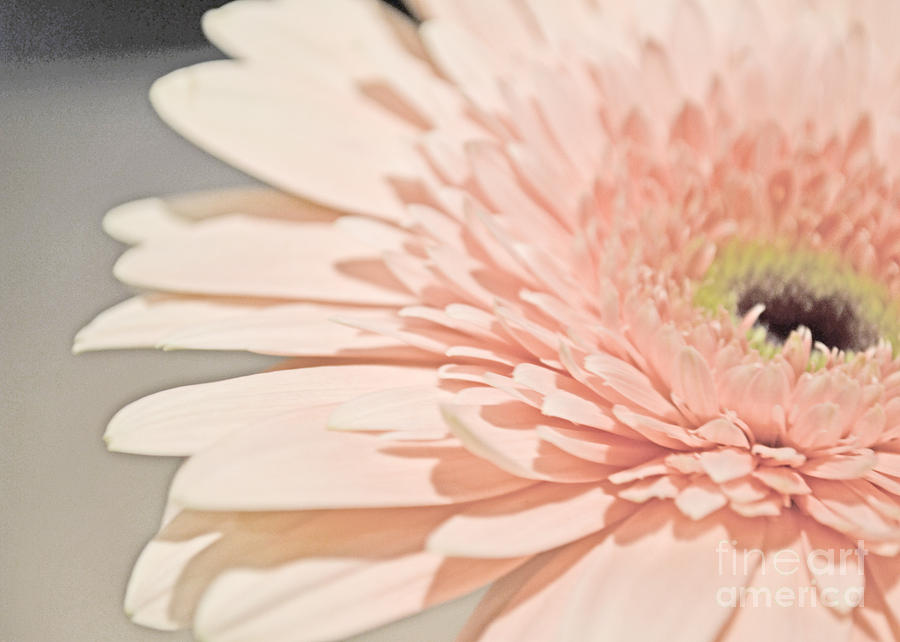 Pink Petals Photograph by Traci Cottingham