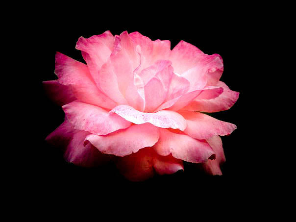 Pink Petals Photograph by Trish Tritz
