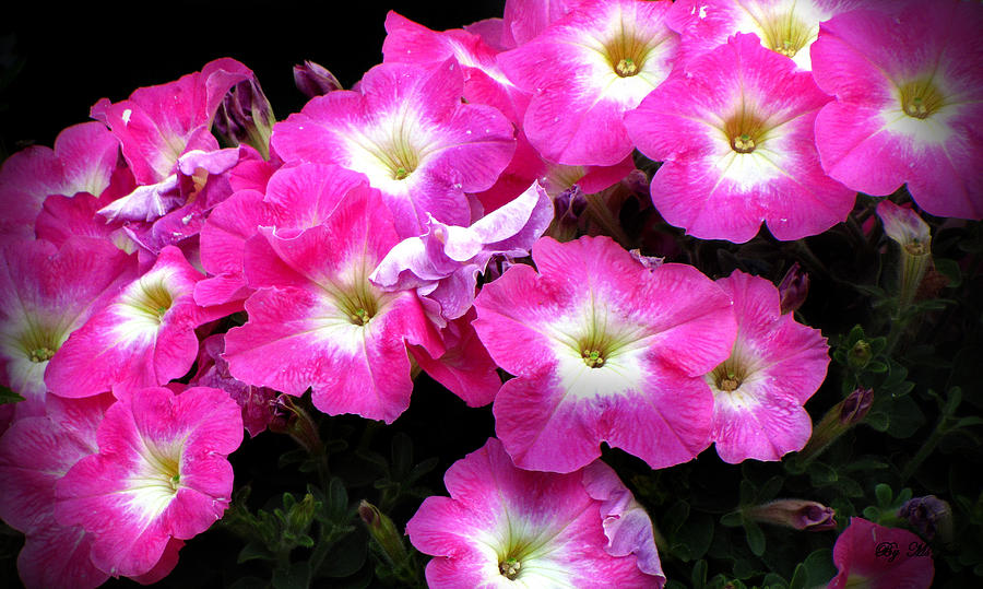 Pink Petunias Photograph by Ms Judi