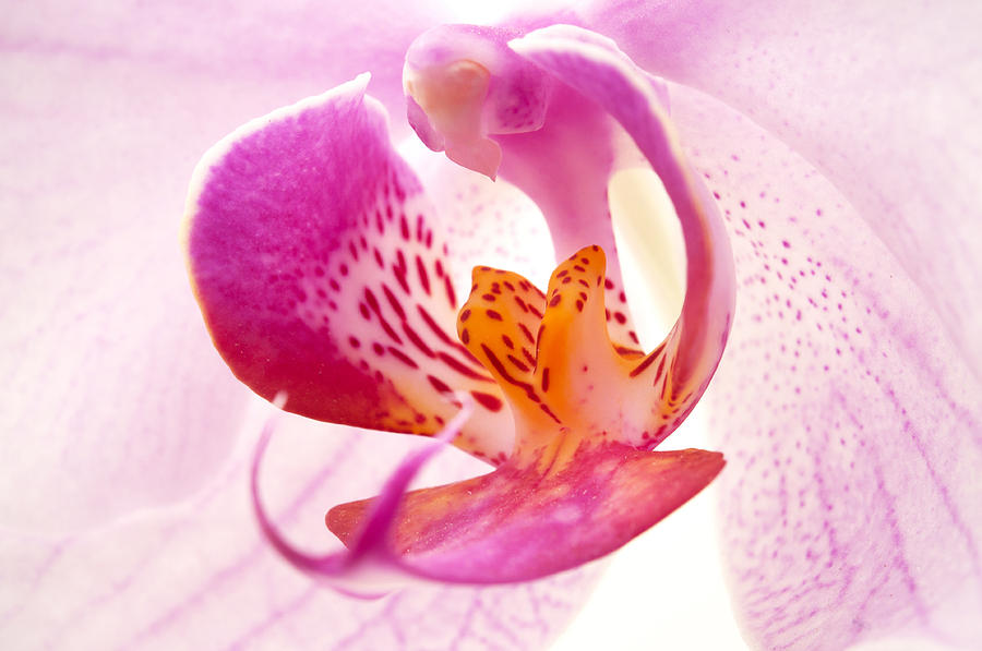 Flowers Still Life Photograph - Pink phalaenopsis by Fabrizio Troiani