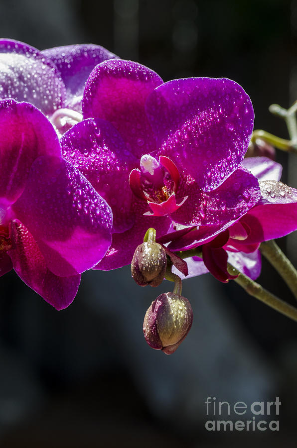 Flower Photograph - Pink  Phalaenopsis Orchid by Baywest Imaging