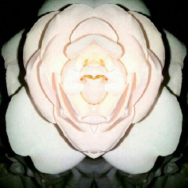 Nature Photograph - Pink Pink, You Stink. (#rose #symmetry by Alicia Marie