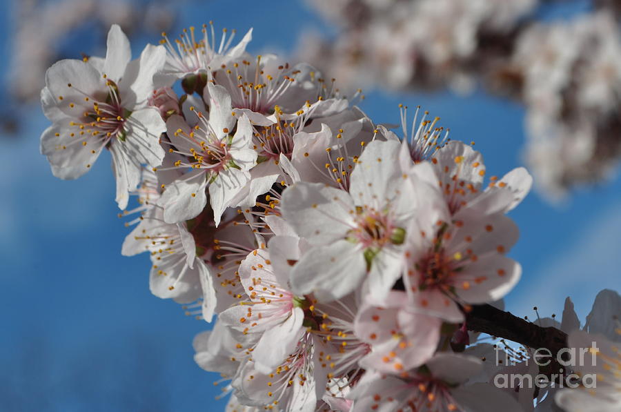 Tree Photograph - Pink Plum by James and Vickie Rankin
