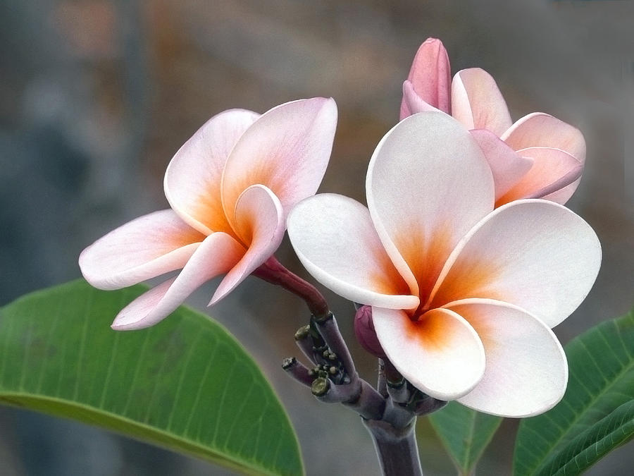 Pink Plumeria  Hawii Photograph by James Steele