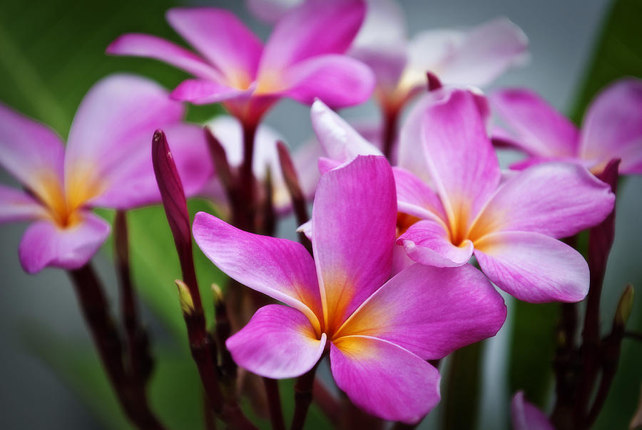 Pink Plumeria Photograph by Jay Hooker