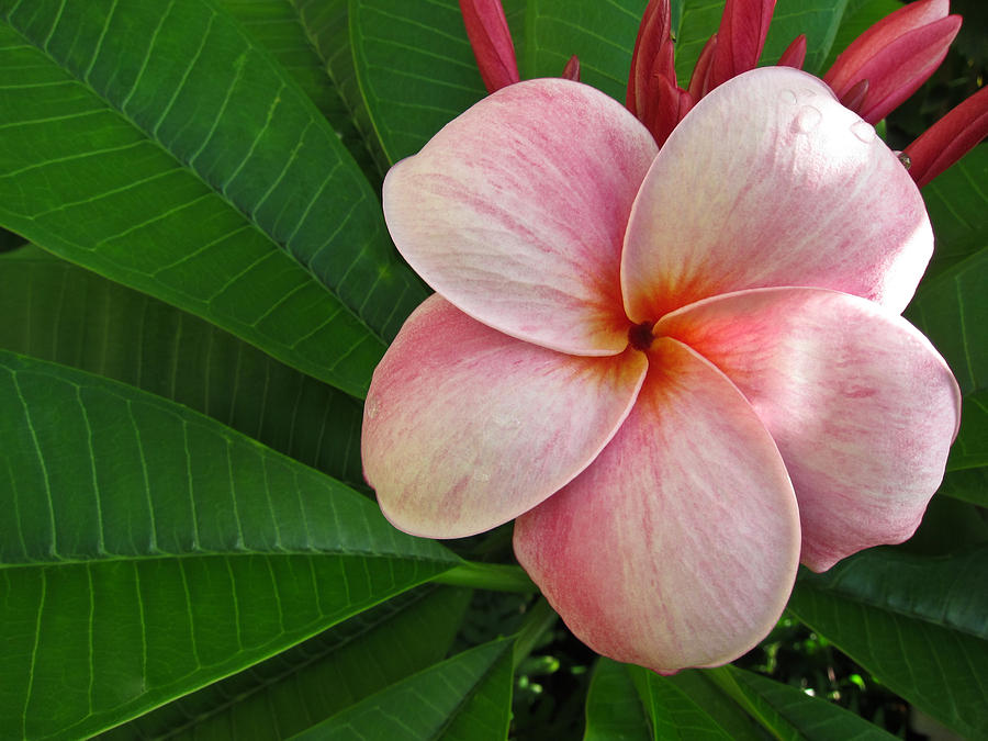 Pink Plumeria Photograph by Shane Kelly