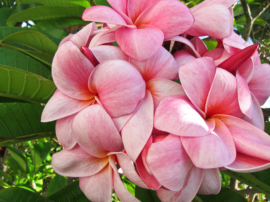 Pink Plumerias Photograph by Shane Kelly