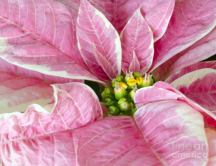 Pink Poinsettia Close-up Photograph by Jim And Emily Bush
