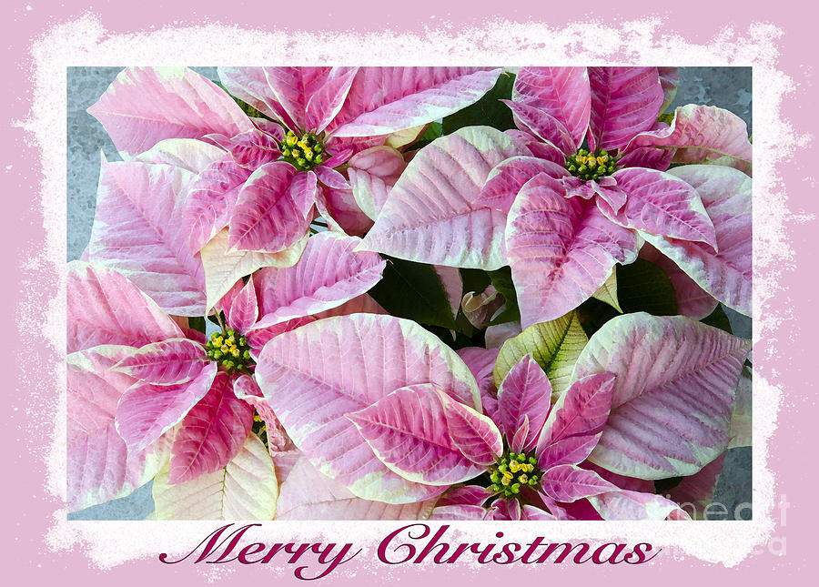 Pink Poinsettias Photograph by Jim And Emily Bush
