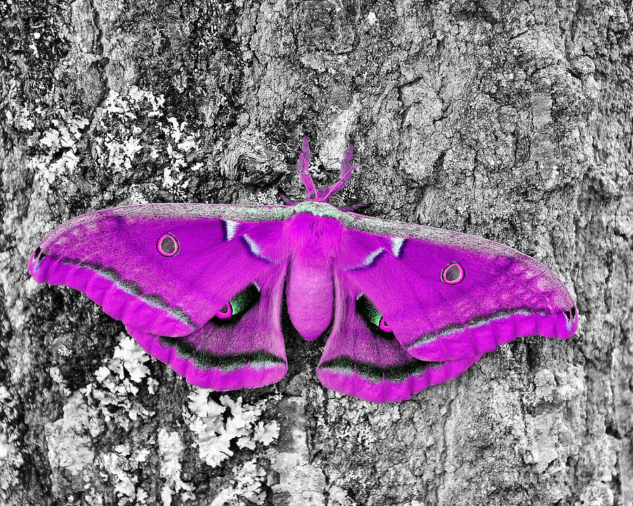Pink Polyphemus Photograph by Al Powell Photography USA